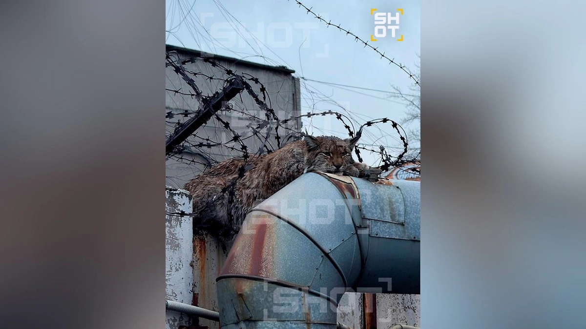 Застрявшая рысь. Фото © SHOT