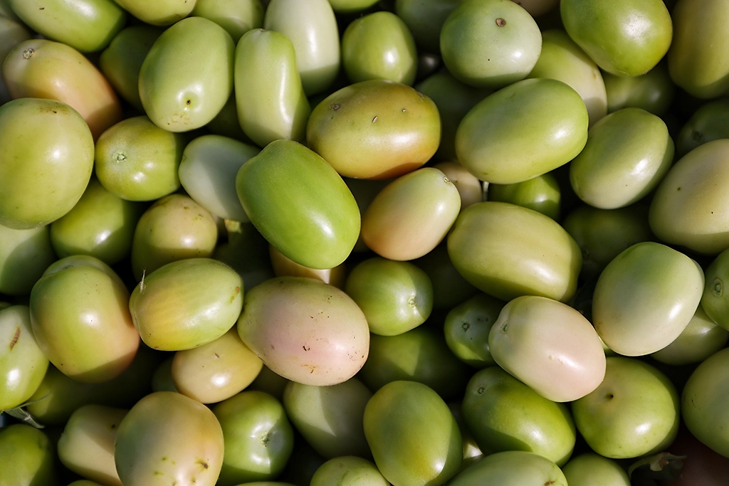 Какие помидоры лучше фаршировать. Фото © ТАСС / Алексей Коновалов