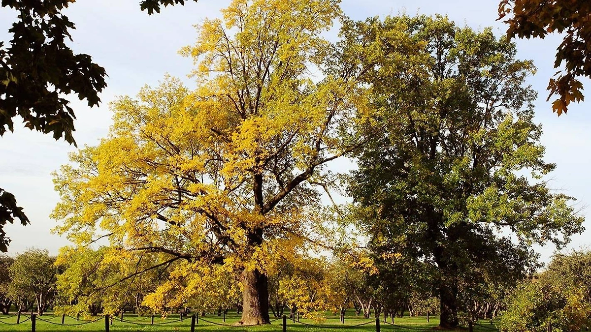 В столичных парках растут дубы старше 400 лет. Обложка © Сайт мэра Москвы