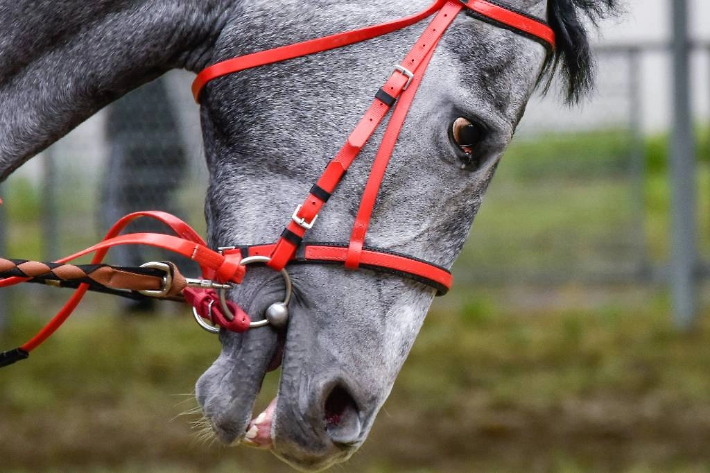 Фото © Роман Соколов/ТАСС