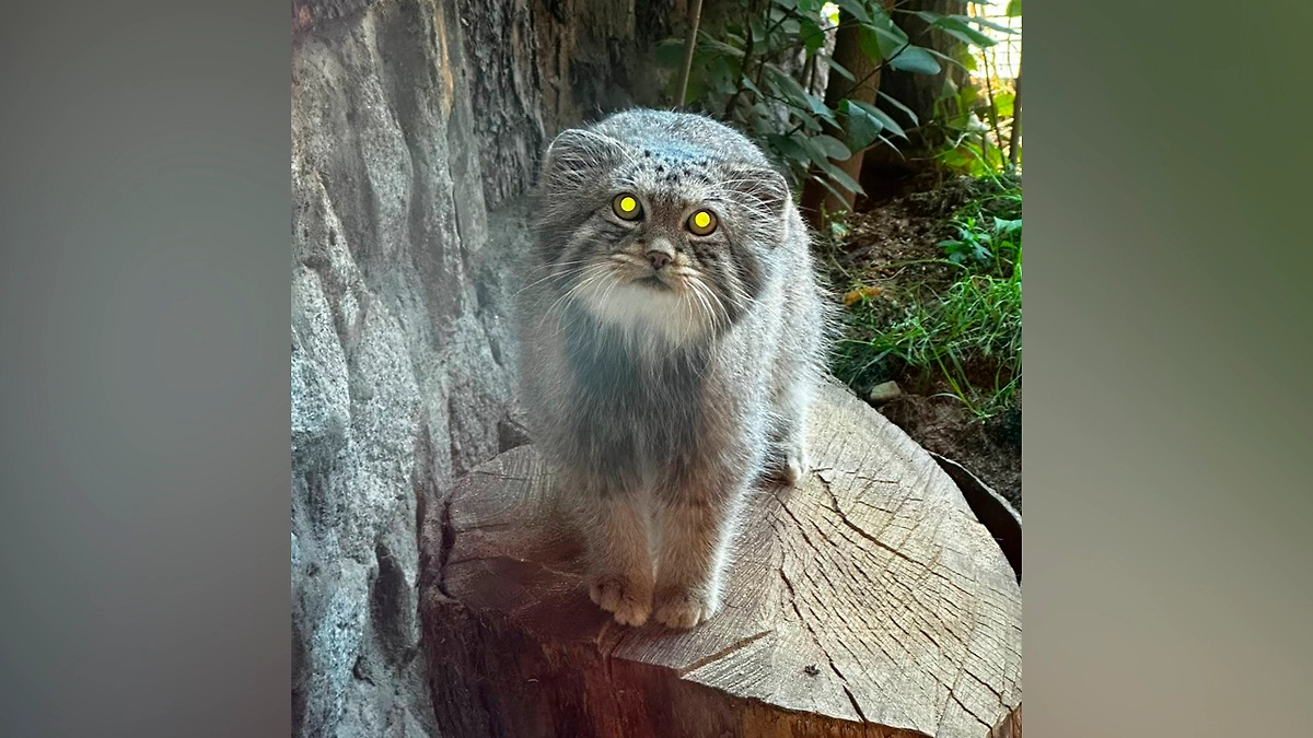 Манул Шу в начале осени. Обложка © VK / Ленинградский зоопарк