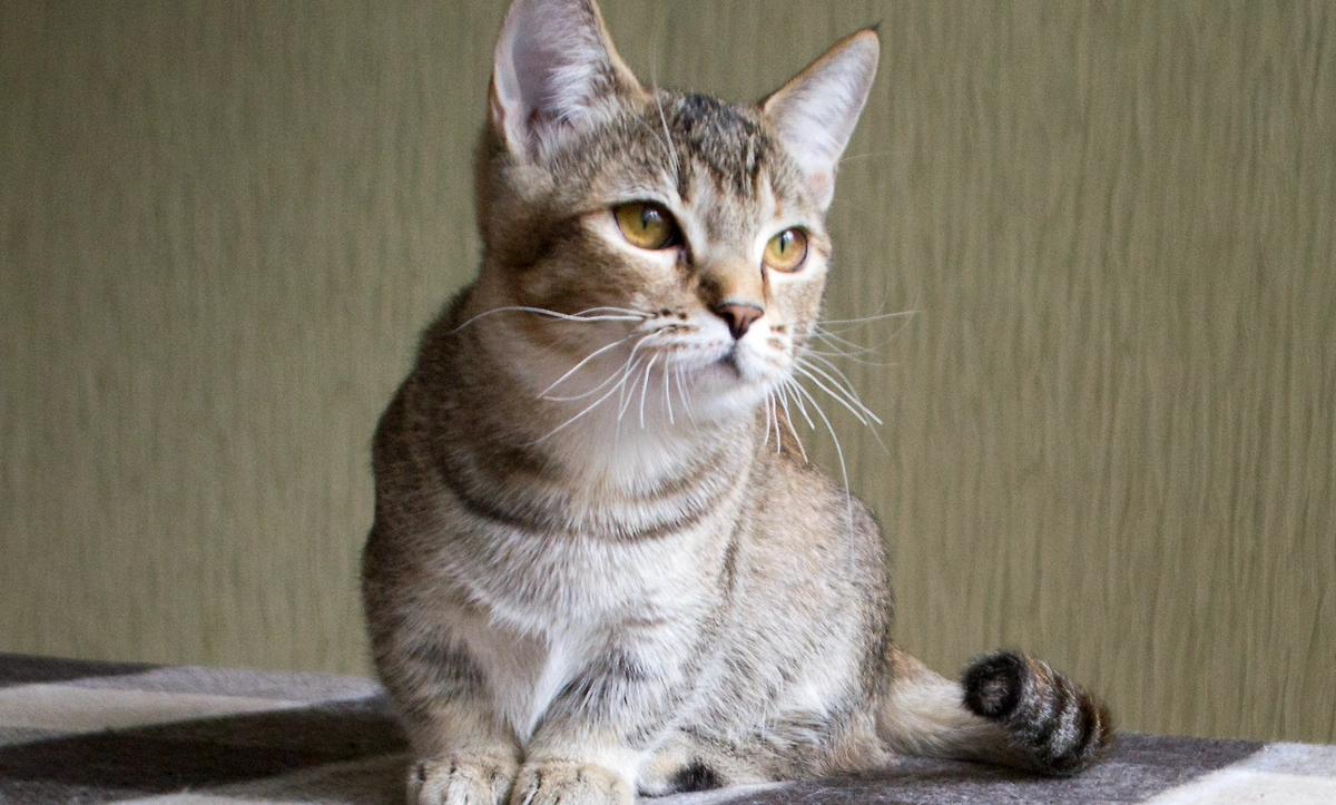 Породу кошек манчкин никто не создавал. Они сами такими получились. Таксы в мире котов. Фото © Wikipedia / Fedorov078