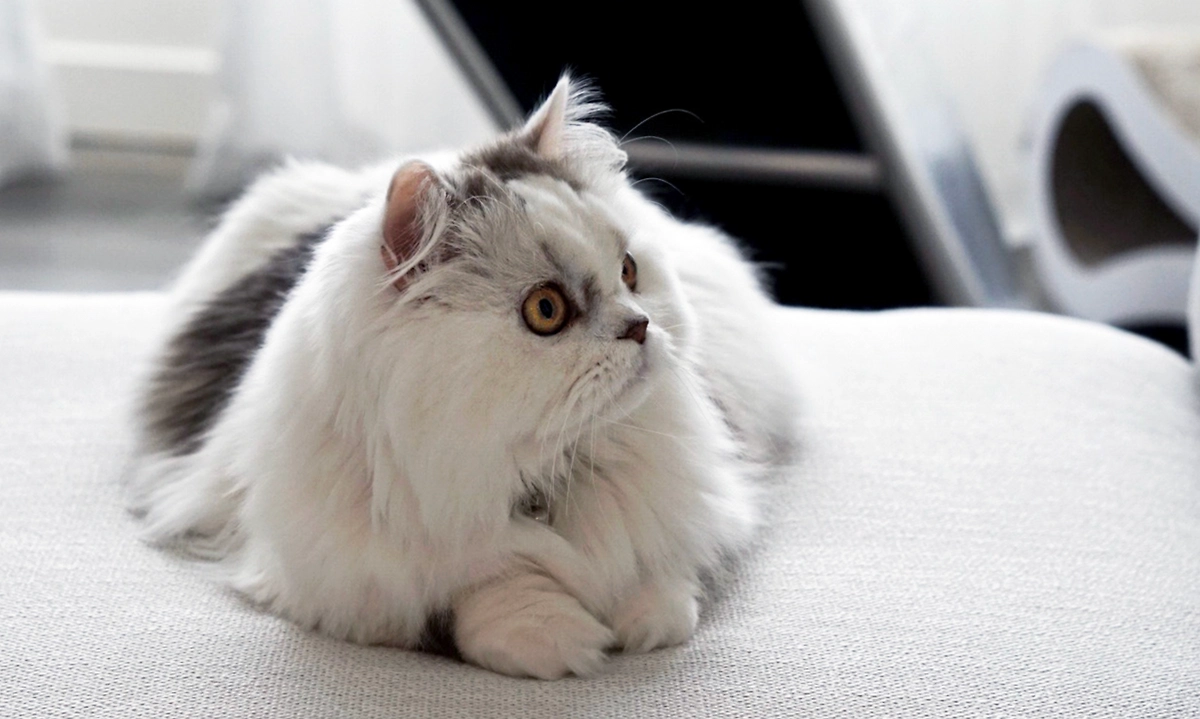Порода кошек наполеон — очень пушистые, очень милые, осторожнее с глазками. Их вывели специально. Фото © Wikipedia / William Parker