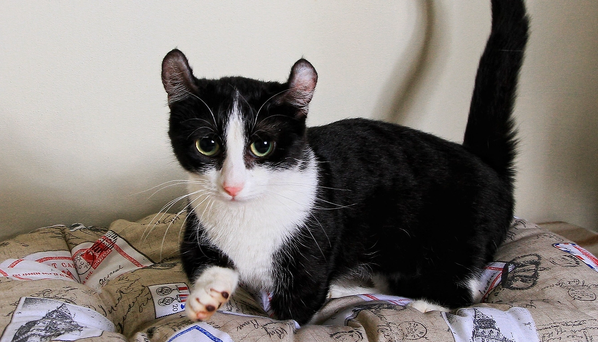 Порода кошек кинкалоу — тоже экспериментальная. Эти ушки просто завораживают. Фото © Wikipedia / Kirimiti