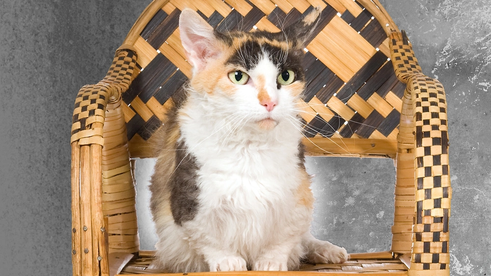 Порода кошек скукум отличается особой курчавостью. Их специально выводили для этого. Фото © Shutterstock / FOTODOM / Linn Currie