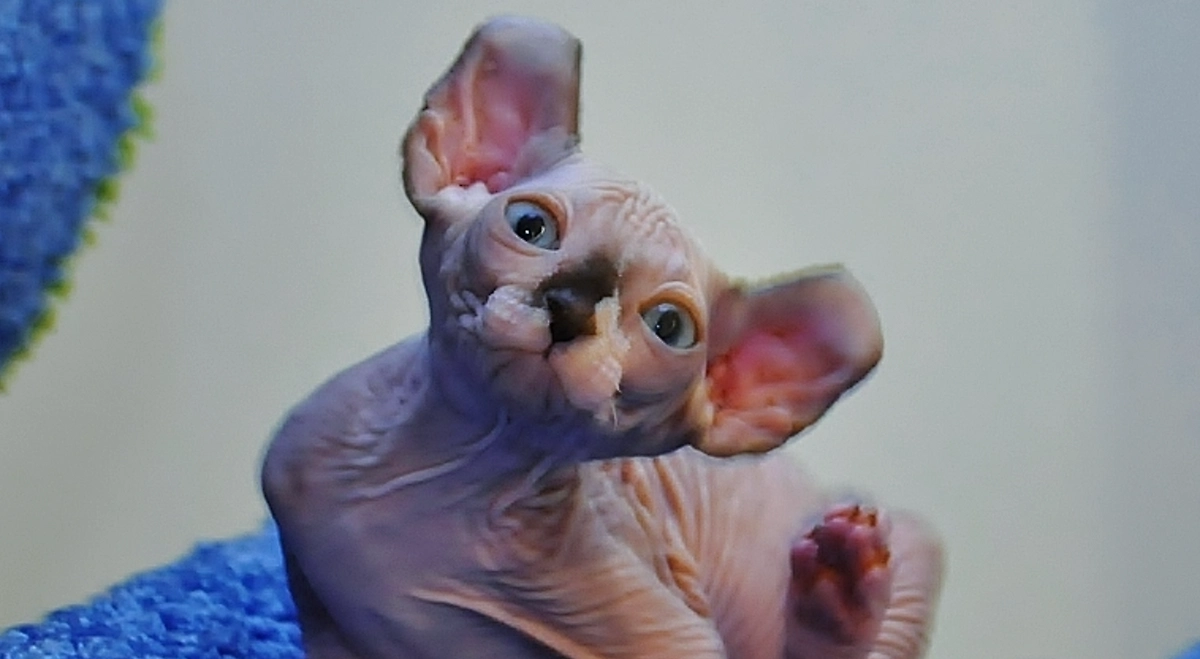 Порода кошек двэльф подойдёт тем, кто интересуется всем потусторонним или читает фэнтези. Фото © Wikipedia / Kirirmiti