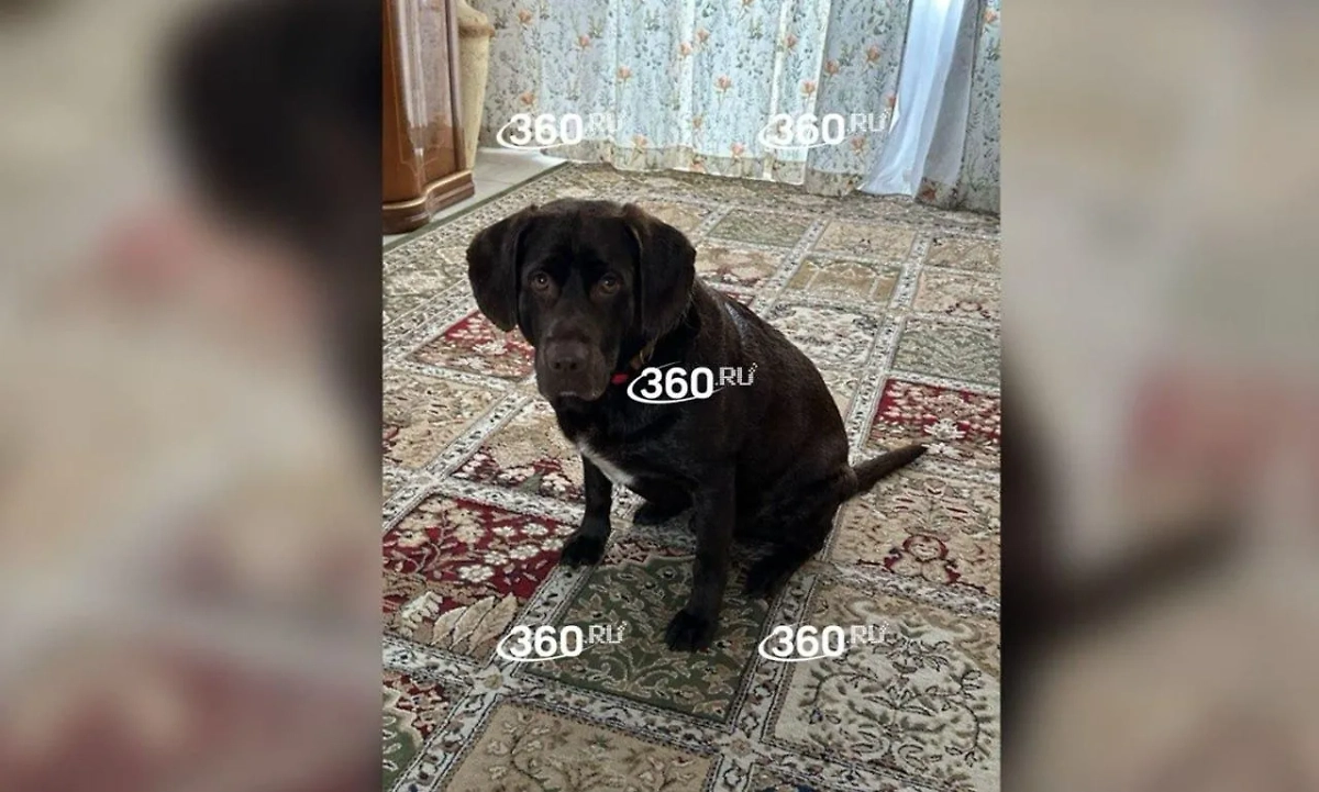 Спасённый пёс. Фото © 360.ru