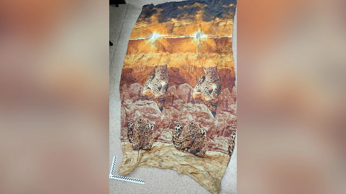 Фото © Telegram / СУ СК России по Камчатскому краю