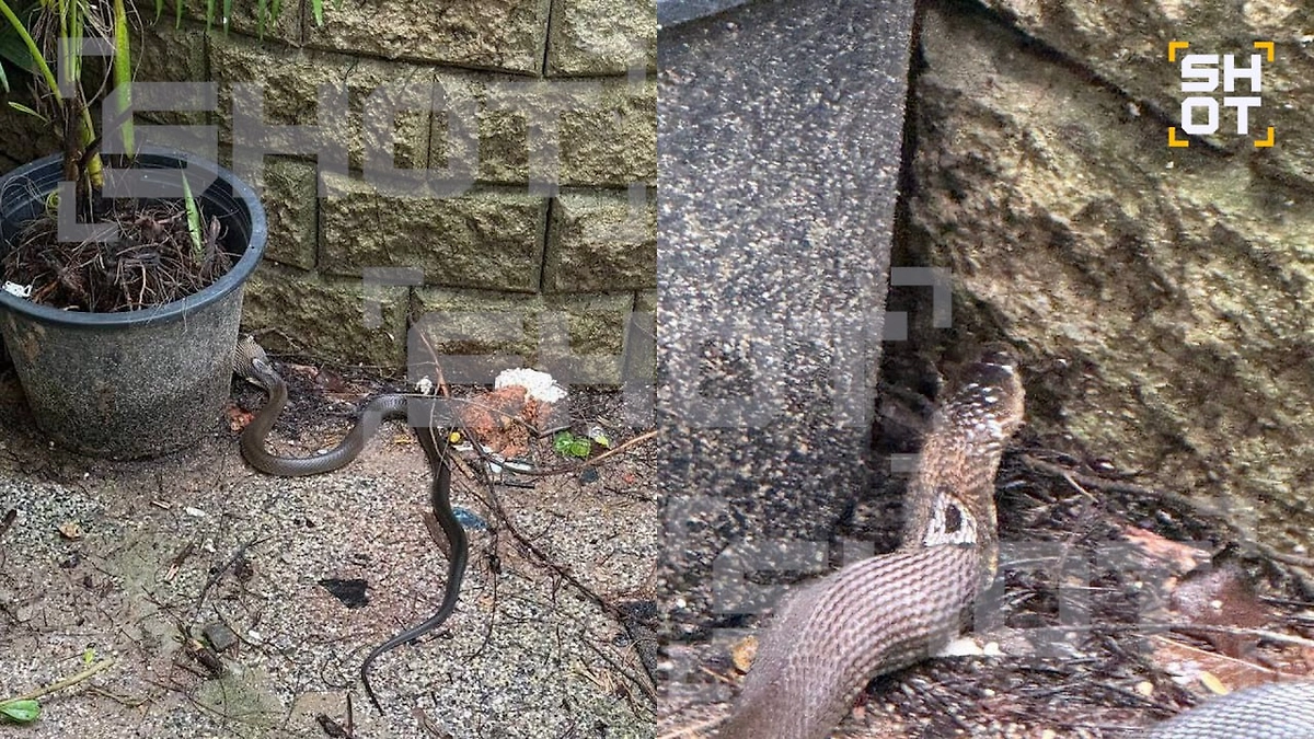 Змея заползла на территорию отеля и напугала туристов. Фото © Telegram / SHOT