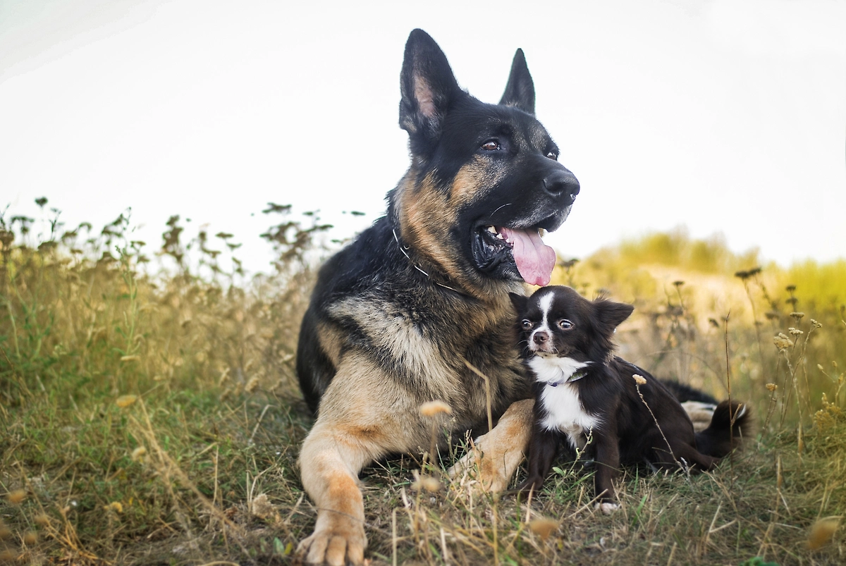 Маленькие породы — при отличном уходе можно попасть в Книгу рекордов Гиннесса с тридцатилетней собакой. Фото © Shutterstock / FOTODOM / Oksamutnaya