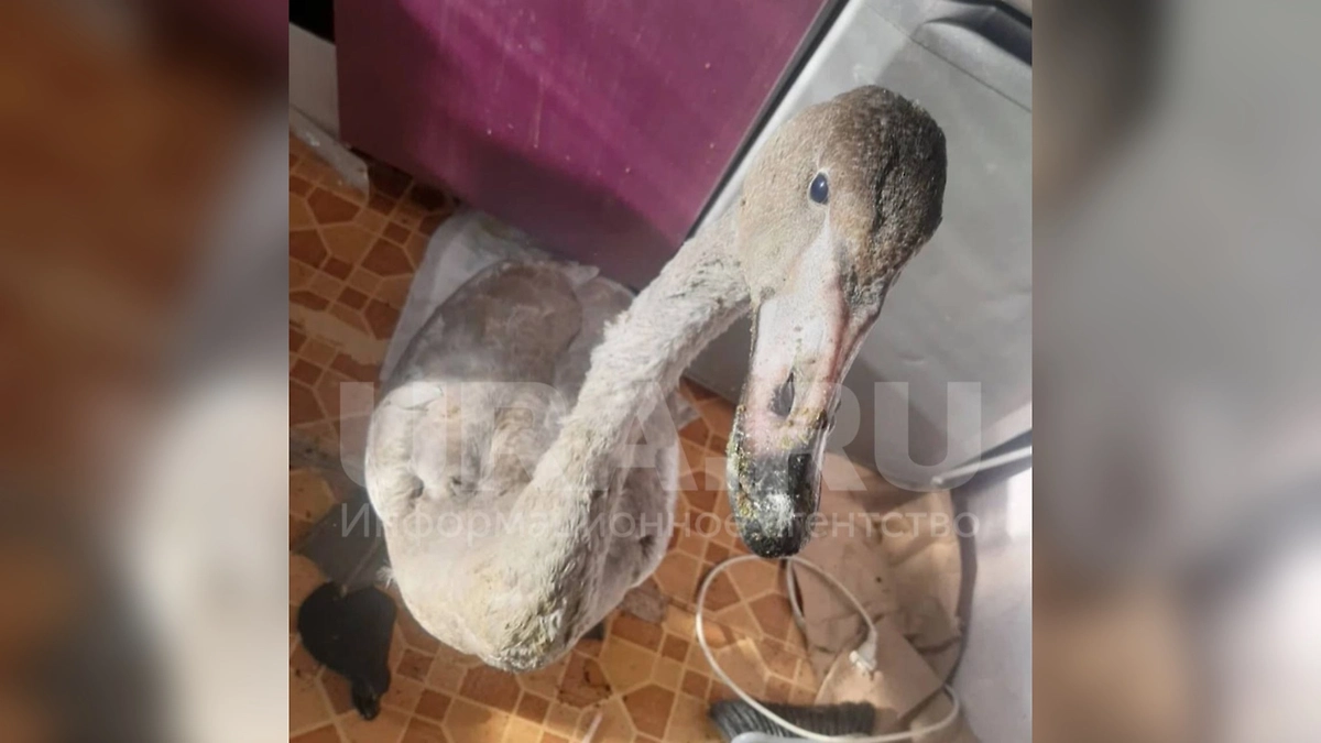 Лебедь-буян. Фото © URA.ru