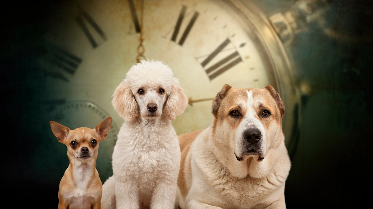 Маленькие собаки живут на 15% дольше, чем пёсики среднего размера. И почти в два раза дольше, чем крупные собаки. Обложка © Коллаж © Life.ru. Фото © Shutterstock / FOTODOM / Triff © Gemini Nano Banana