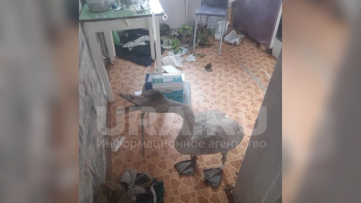 Лебедь-буян. Фото © URA.ru