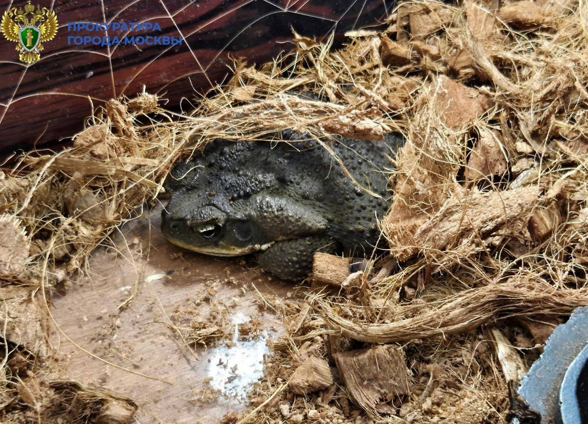 Экспонируемые животные. Фото © Telegram / Прокуратура Москвы