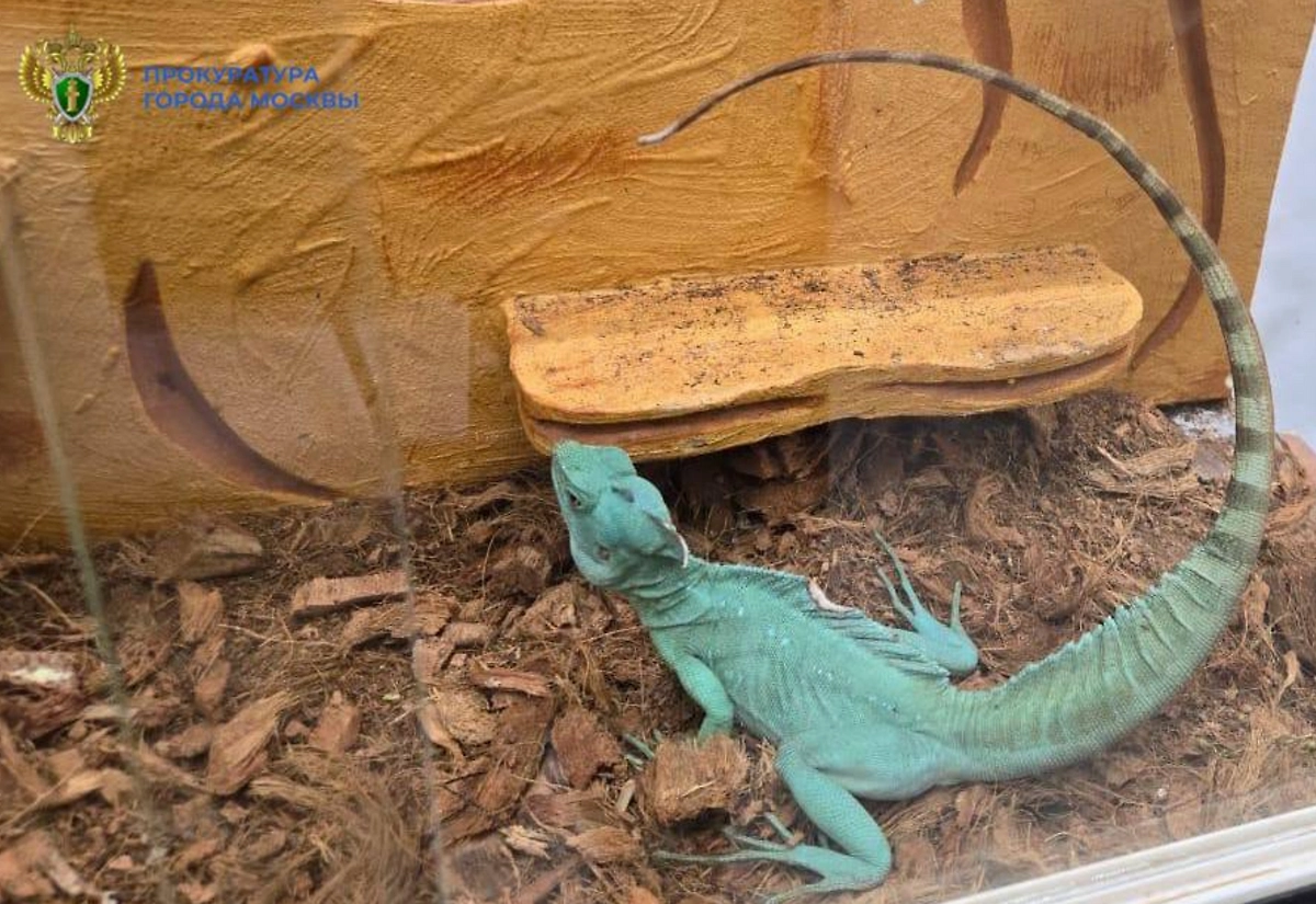 Экспонируемые животные. Фото © Telegram / Прокуратура Москвы