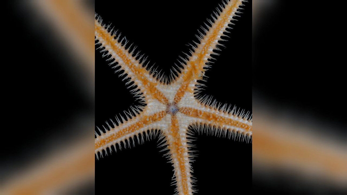 Новая глубоководная морская звезда была обнаружена в ходе экспедиции учёных в Антарктику. Фото © Instagram (признан экстремистской организацией и запрещён на территории Российской Федерации) / oceancensus