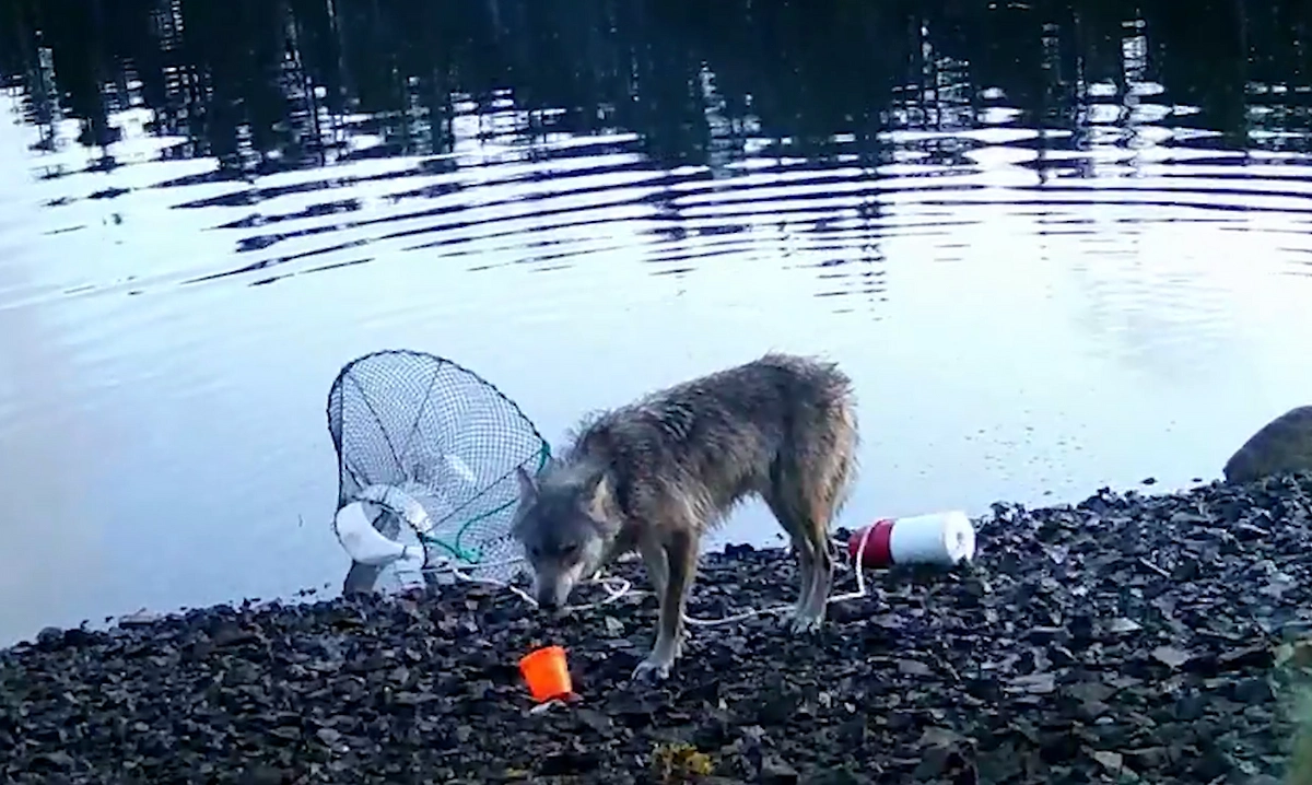 Обложка © Heiltsuk Wolf and Biodiversity Project