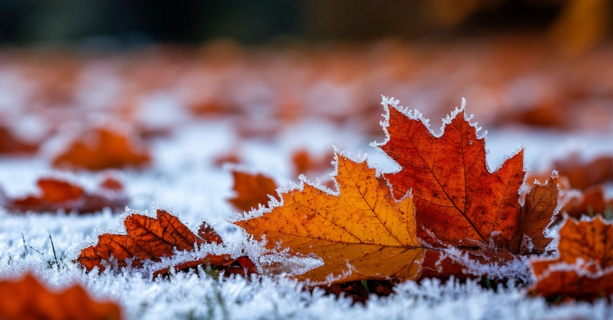 Михайлов день 21 ноября: по нему можно понять, какой будет зима, и даже овца поможет в этом деле. Фото © «Шедеврум»