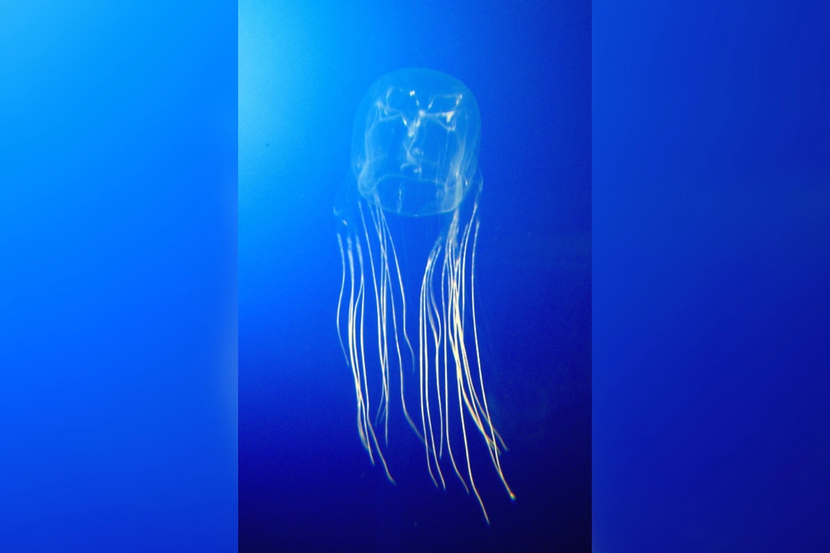 Обложка © Wikipedia