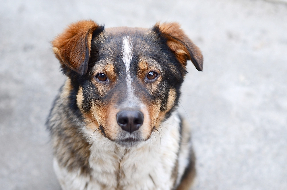 Обложка © Shutterstock / FOTODOM /spyfoxster