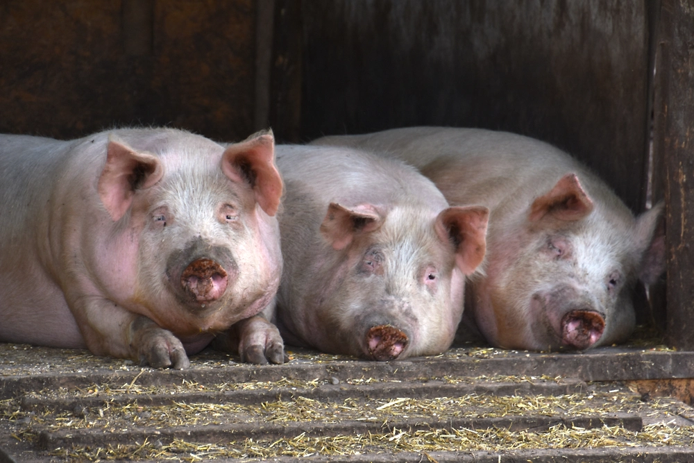 Обложка © Shutterstock / FOTODOM / matej_z