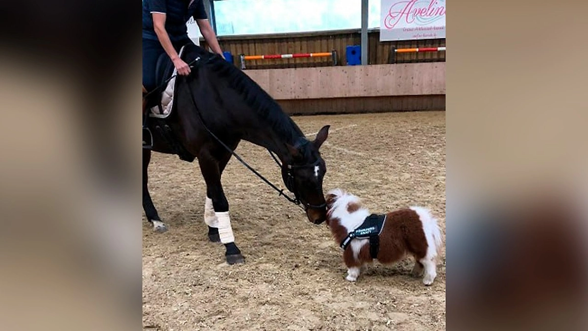 Конь по кличке Пумукель. Фото © guinnessworldrecords.com