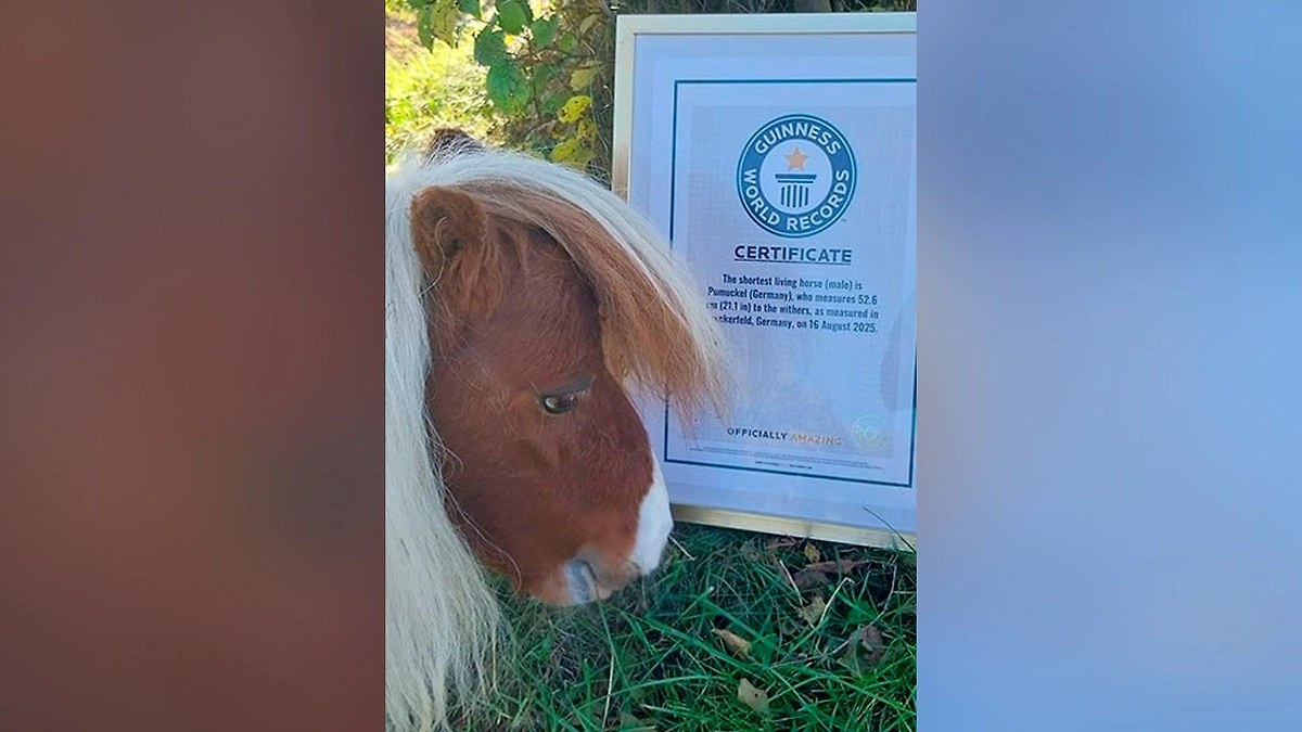 Конь по кличке Пумукель. Фото © guinnessworldrecords.com