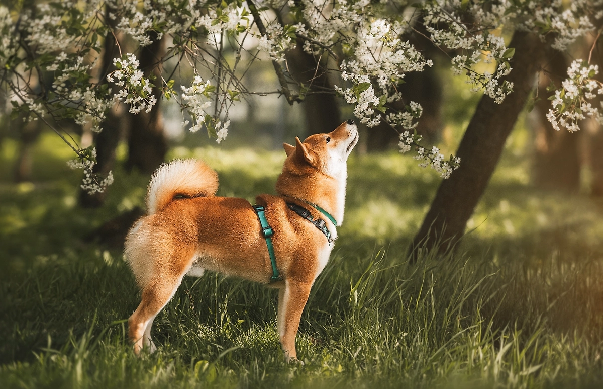 Японская автохтонная порода собак сиба-ину — она может разнести весь дом, зато живёт довольно долго. Фото © Life.ru