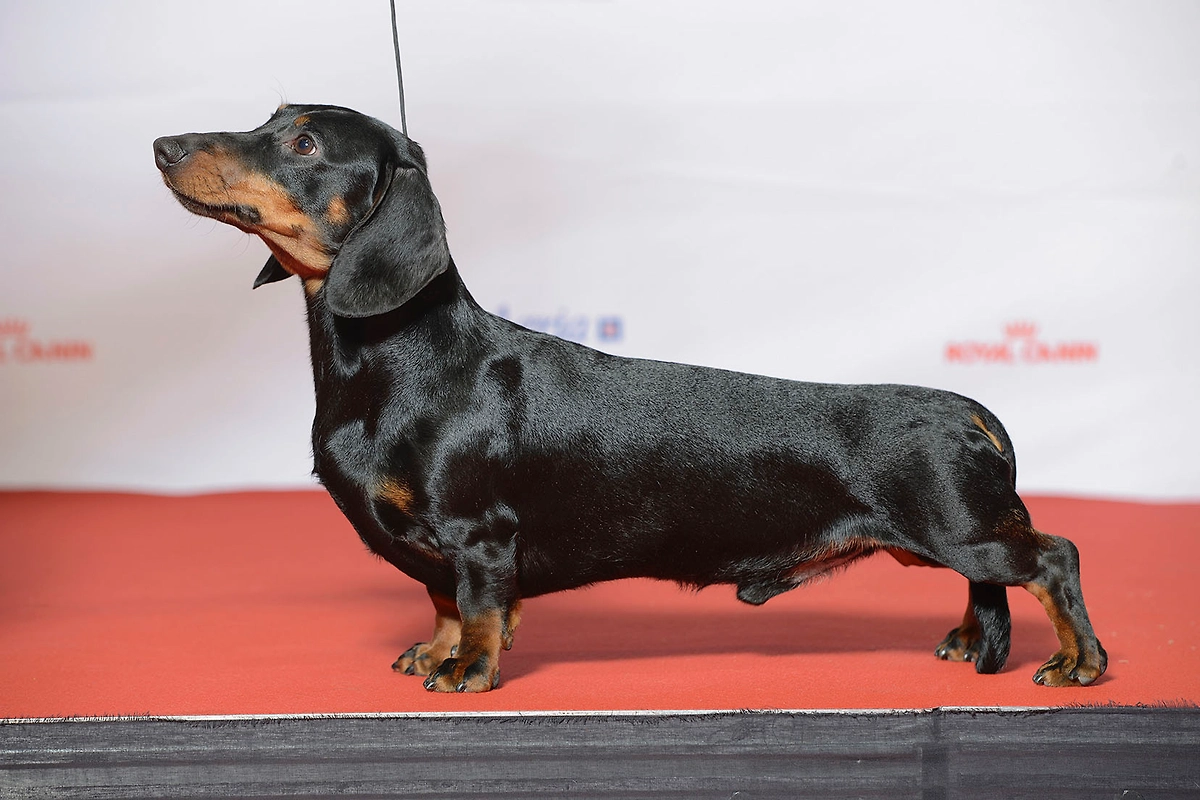 Собака для охоты за норными животными — это такса. Породу специально вывели такой. Фото © Wikipedia / Svenska Mässan from Sweden