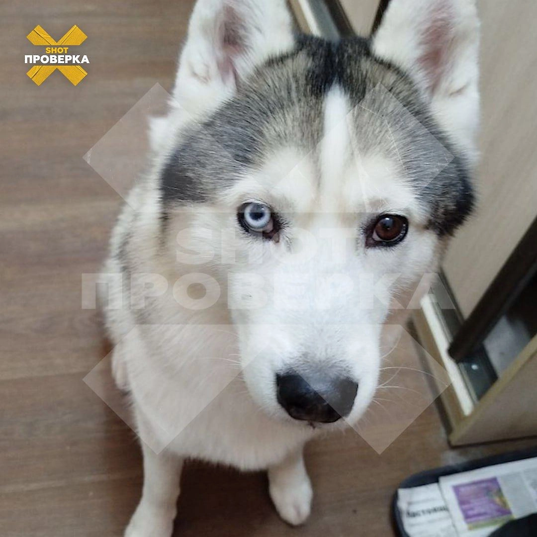 В Тушино активизировались догхантеры. Фото © SHOT ПРОВЕРКА