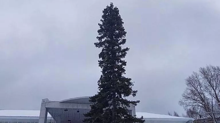 «Угрюмая» ёлка в Кузбассе преобразилась после критики местных жителей