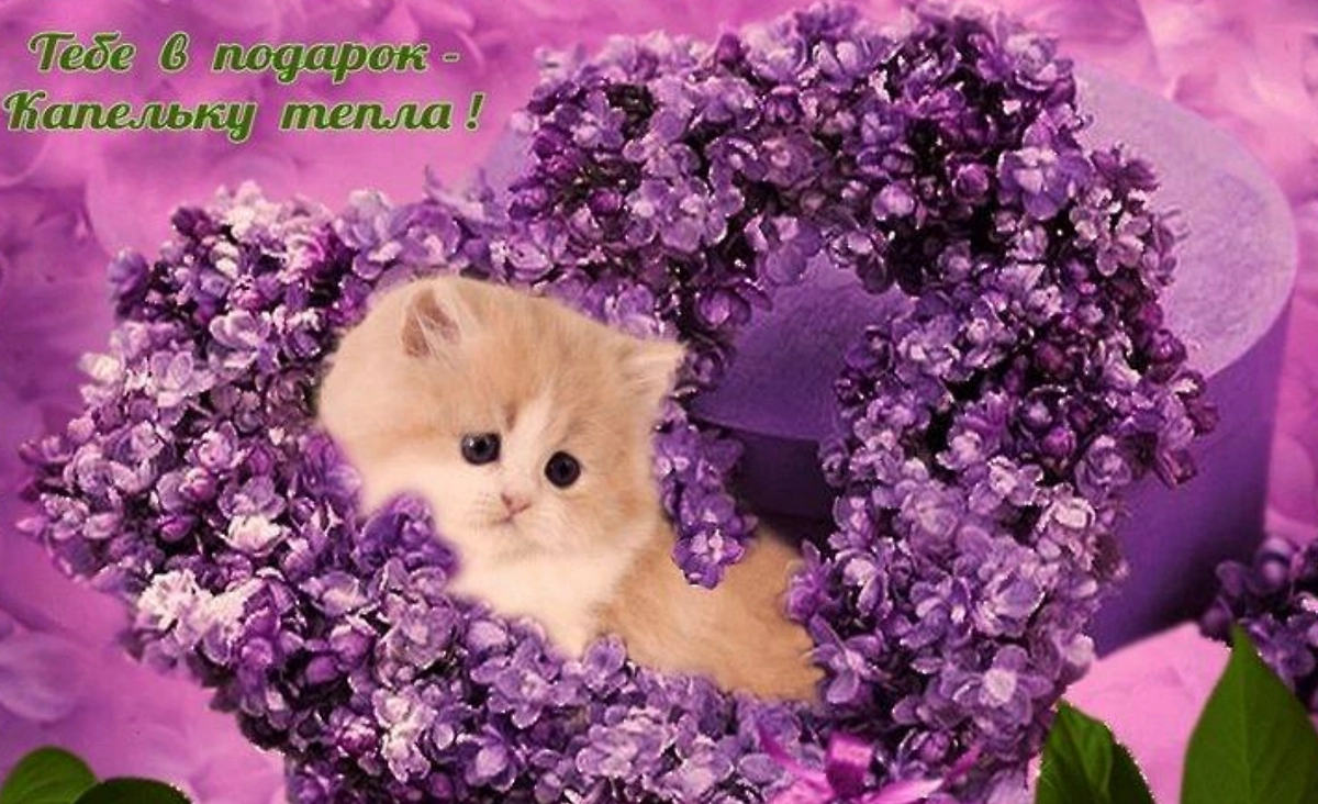 Пожелание всем читателям Life.ru. Фото © Telegram / Добрячки