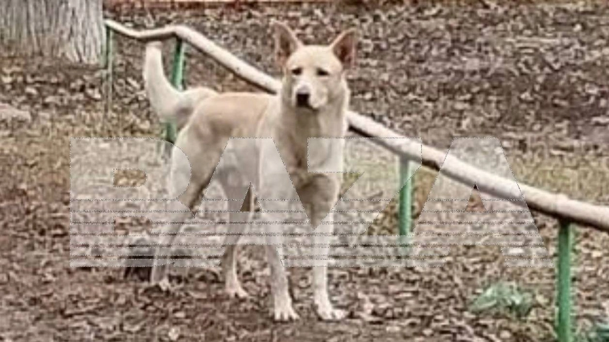 Молодая мама осталась без верхней губы после нападения бродячего пса в Саратове. Фото © Telegram / Baza