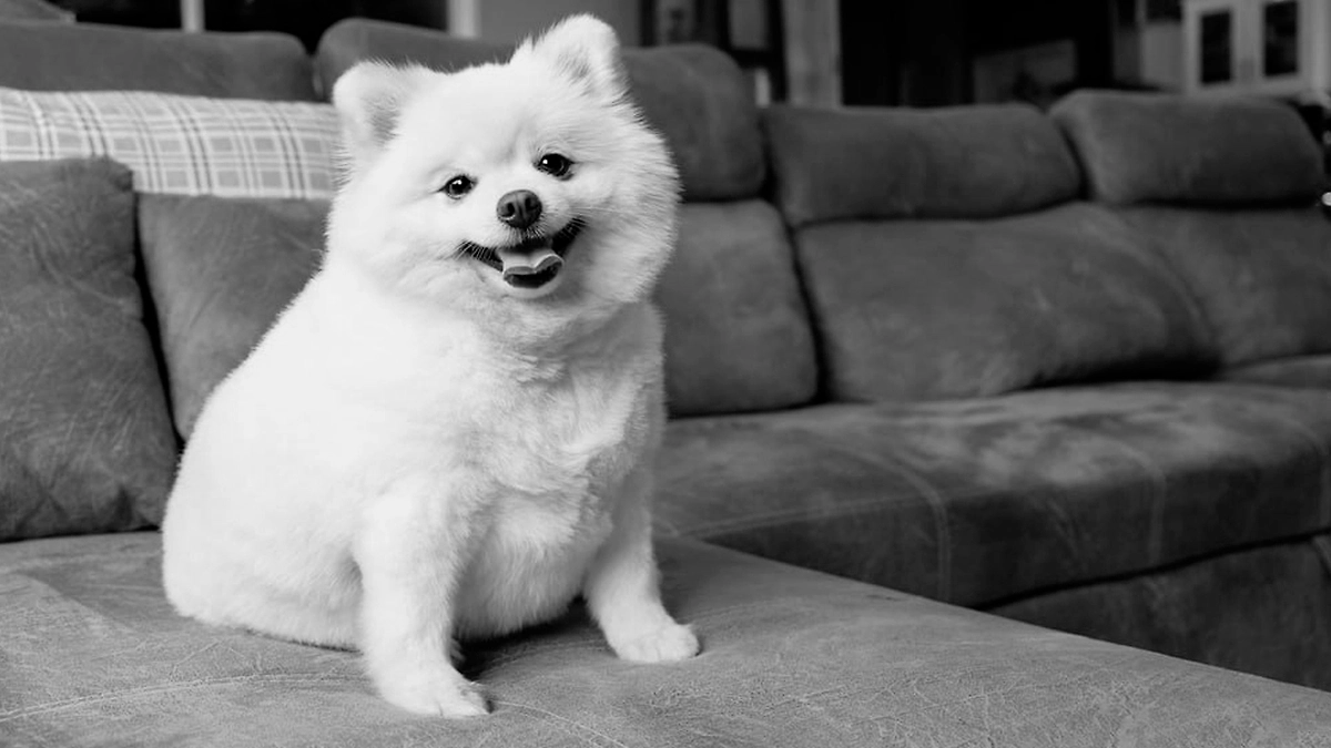 Обложка © Shutterstock / FOTODOM / Smit Photos