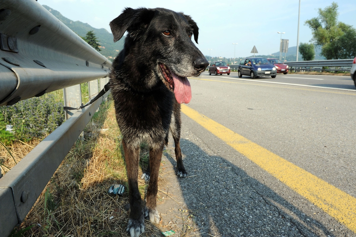 Обложка © Shutterstock / FOTODOM / DELBO ANDREA