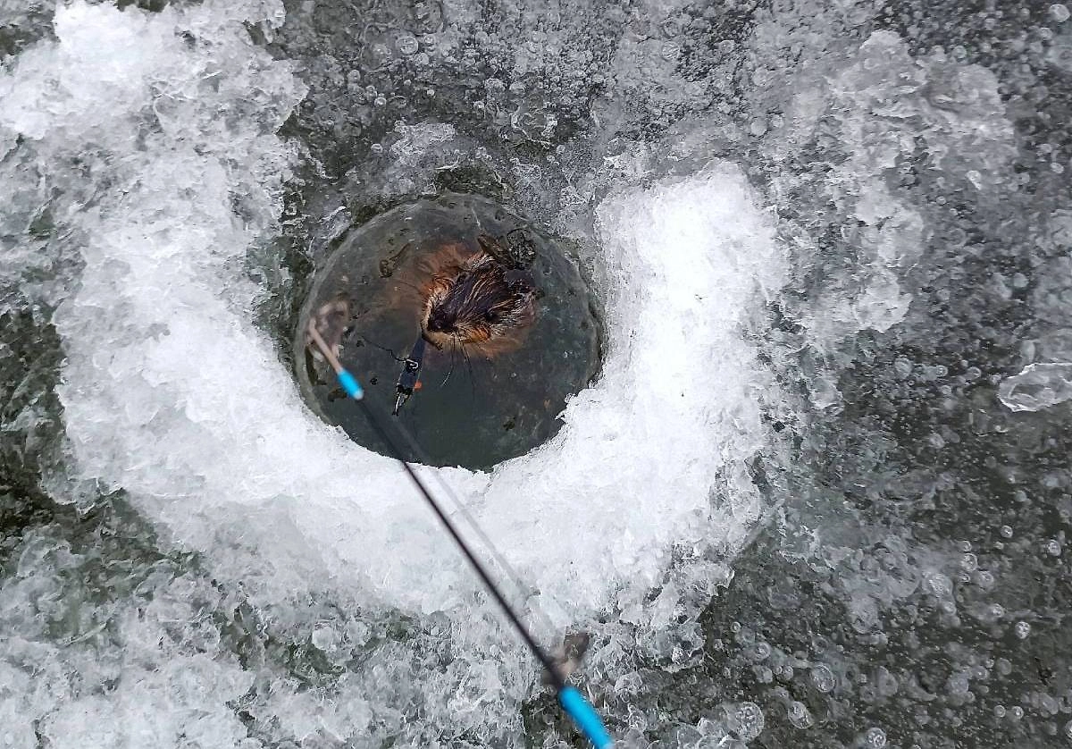Ондатра в проруби. Фото © VK / «Рыбалка в Тюменской области»