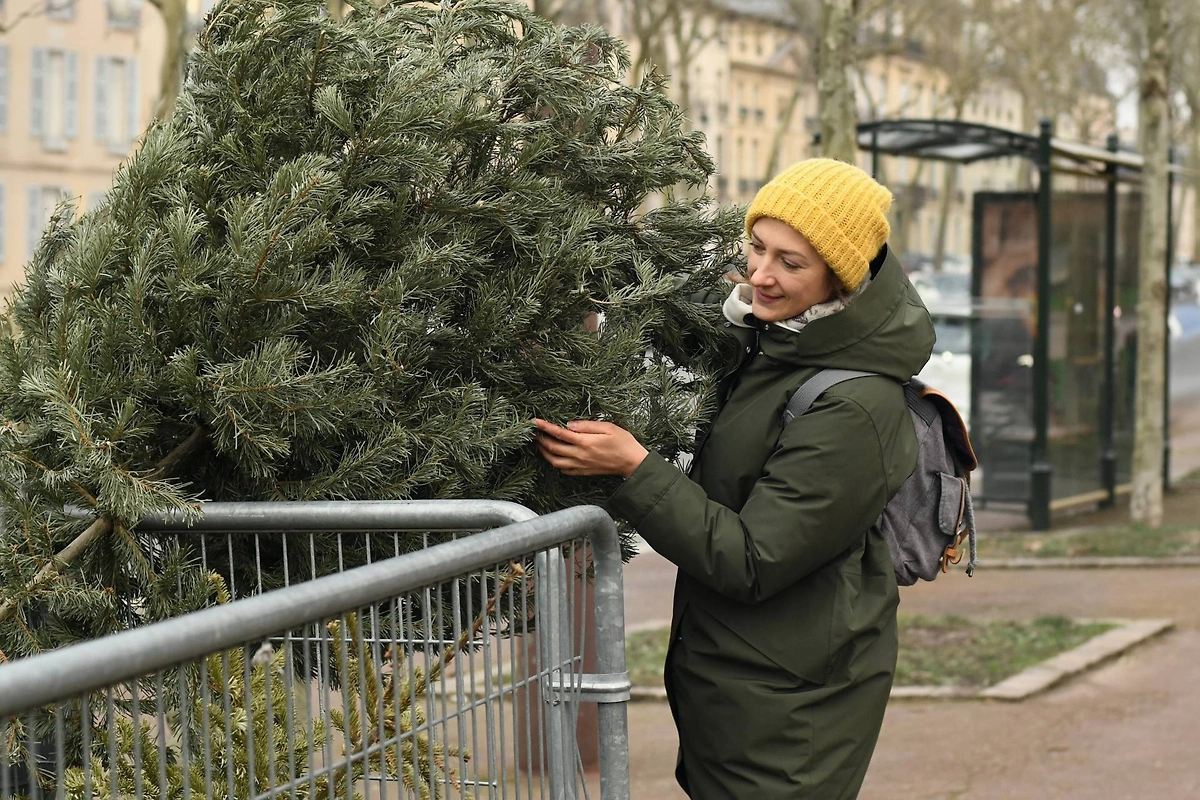 Как правильно выбрать ёлку на ёлочном базаре. Фото © Shutterstock / FOTODOM / kipgodi