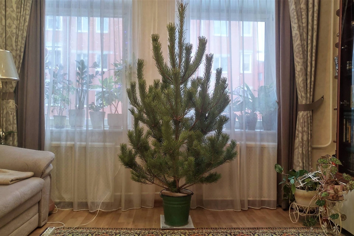 Живую ель перед установкой надо подержать на балконе или в коридое. Фото © Shutterstock / FOTODOM / Balser