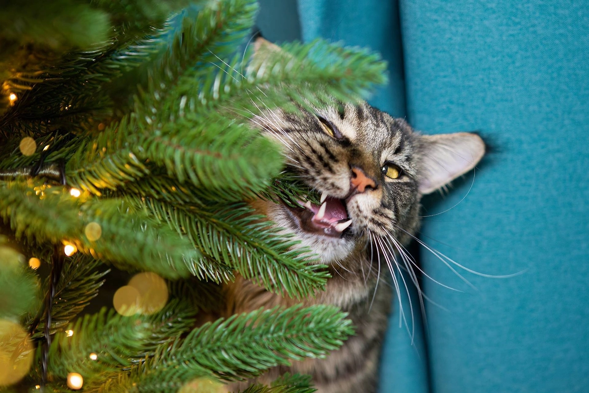 Живую ель нужно беречь от домашних животных. Фото © Shutterstock / FOTODOM / Pickless