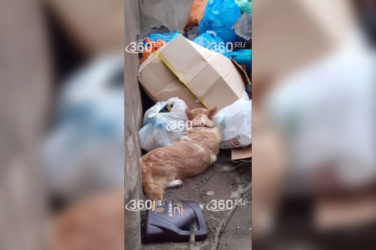Корги на помойке в Люберцах. Фото © Telegram / 360.ru