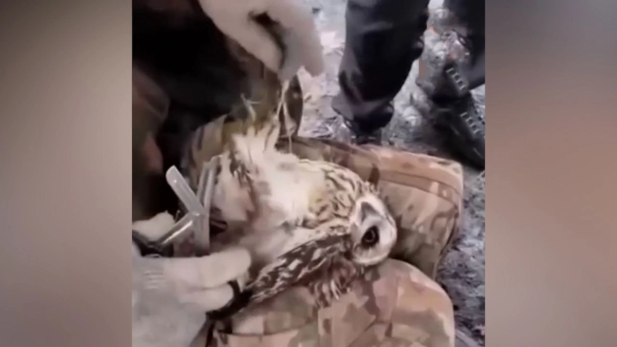 Сова запуталась в оптоволоконном кабеле, оставшемся после пролёта беспилотников. Обложка © Telegram / Mash на Донбассе