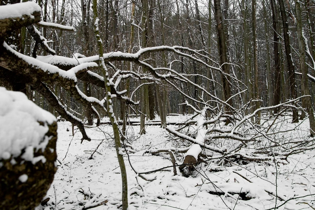 В Москве на женщину упало дерево В Москве на женщину упало дерево