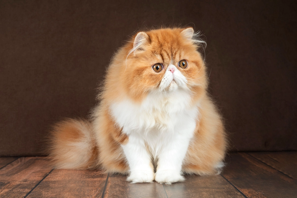 Персидская порода кошек была показателем статусности. В Советском Союзе их очень любили. Фото © Shutterstock / FOTODOM / Akifyeva S