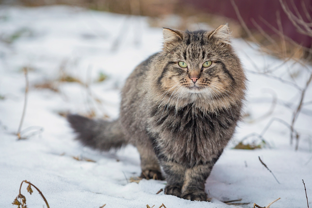 Сибирская порода кошек отличается пушистой и тёплой шерстью. В СССР это качество пригождалось — котики грели себя и других. Фото © Shutterstock / FOTODOM / Kanyshev Andrey