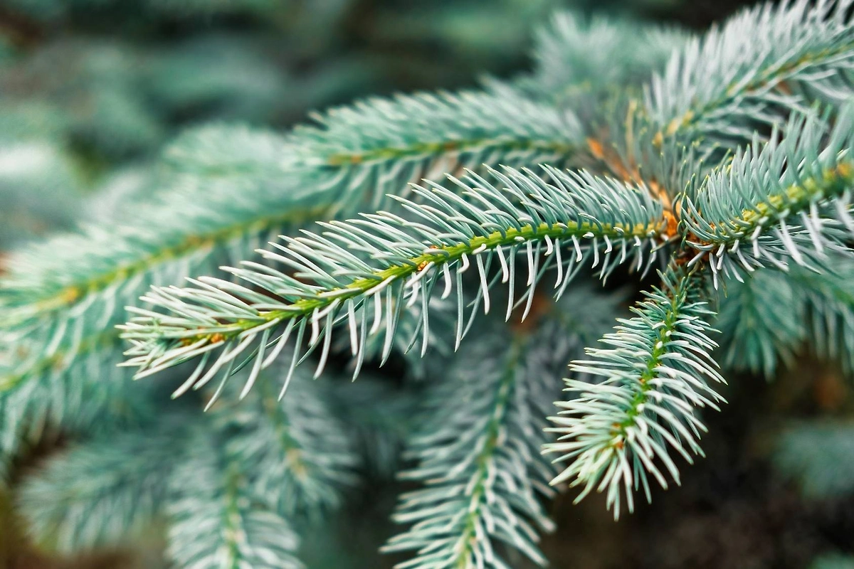 Новогодняя ёлка была священным деревом у многих народов. Её аромат — главный символ праздника. Фото © Freepik