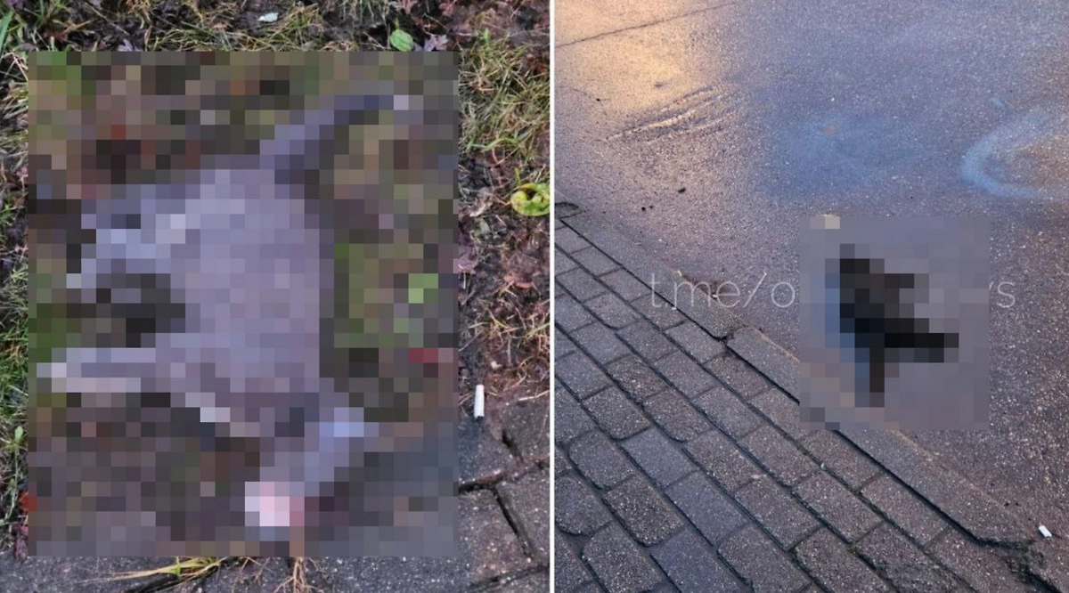 Фото © Telegram / ОИНФО: Одинцово, Звенигород, Голицыно, Кубинка