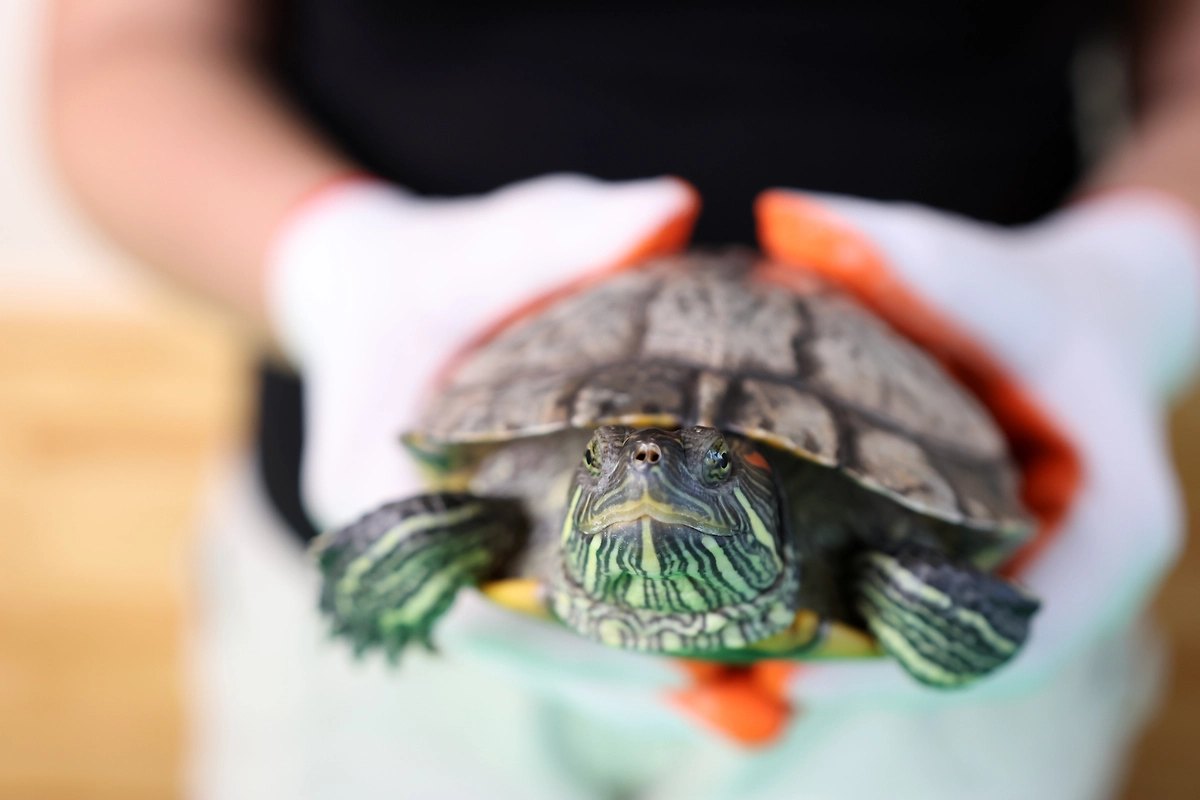 Обложка © Shutterstock / FOTODOM / Vitstyle