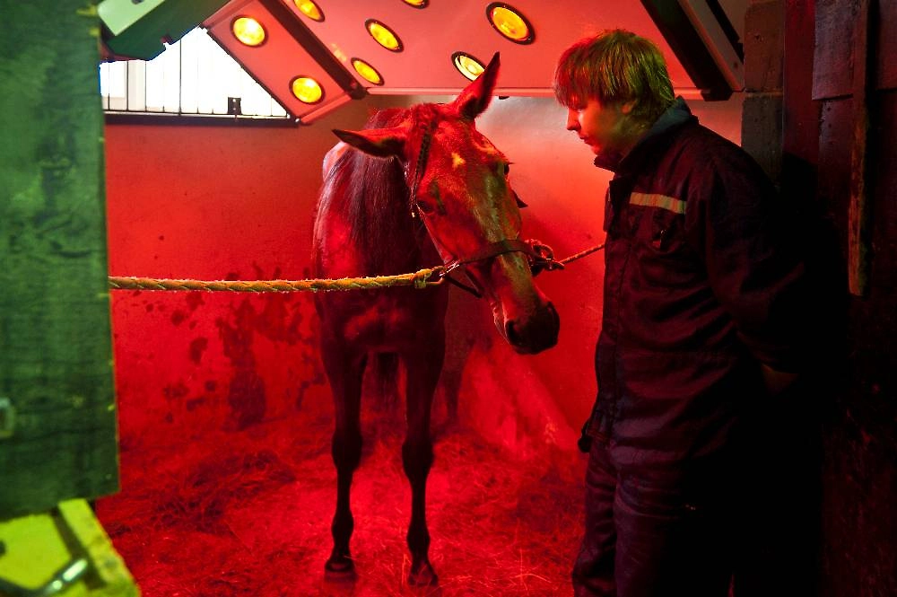 Солярий для лошадей. Фото © ТАСС / Анатолий Струнин