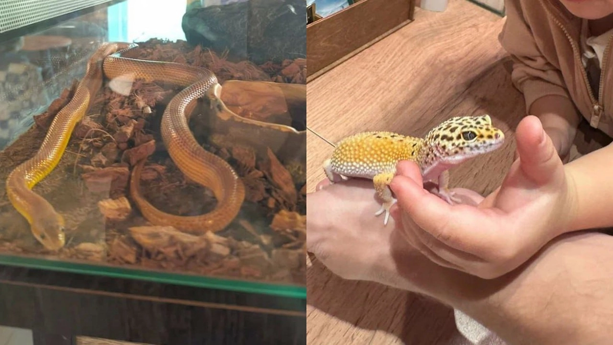 Обложка © Telegram / SHOT ПРОВЕРКА