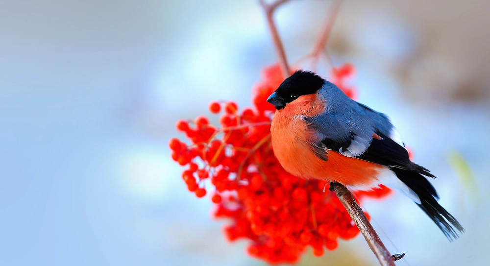 Приметы на Ивана Молчальника: что предсказывает погода. Фото © Shutterstock / FOTODOM / Wang LiQiang
